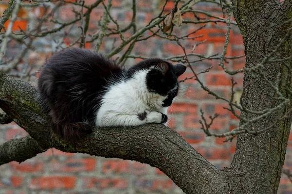 Plamisty Kot Śpi Gałęzi Drzewa — Zdjęcie stockowe