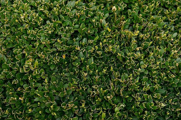 Зеленая текстура мелких побегов садового растения
