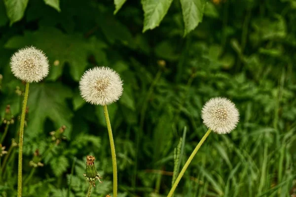 Bir Bahar Parkında Güneş Işığında Beyaz Karahindibalar — Stok fotoğraf