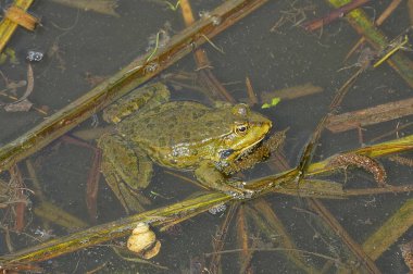 büyük bir yeşil kurbağa kahverengi yosun arasında bir göletin su oturur