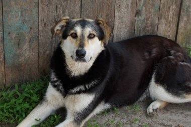 gri bir ahşap çit tarafından kum üzerinde yatan büyük bir benekli köpek