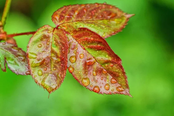 Folhas Verdes Vermelhas Uma Roseira Com Gotas Água — Fotografia de Stock