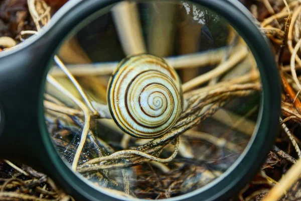 Black Loupe Magnifies Gray Snail Dry Grass — Stock Photo, Image