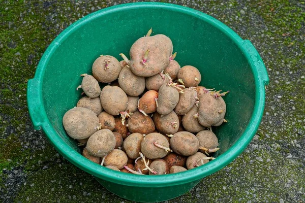 Stos Brązowych Surowych Ziemniaków Zielonej Plastikowej Kotliny Szarym Asfalcie — Zdjęcie stockowe