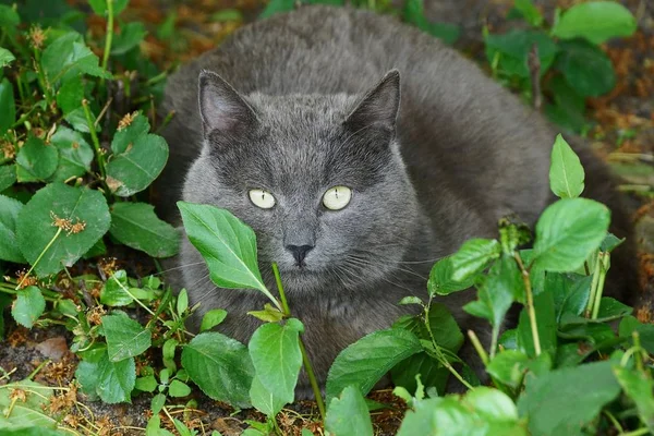 Gato Gris Grande Sienta Mira Las Hojas Verdes Hierba Naturaleza —  Fotos de Stock