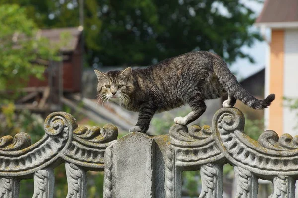 Eine Große Graue Katze Steht Auf Einem Betonzaun Auf Der — Stockfoto