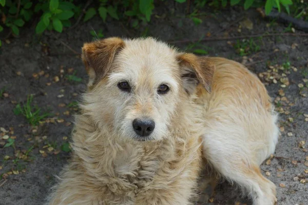 Gran Perro Marrón Encuentra Arena Gris Fuera —  Fotos de Stock