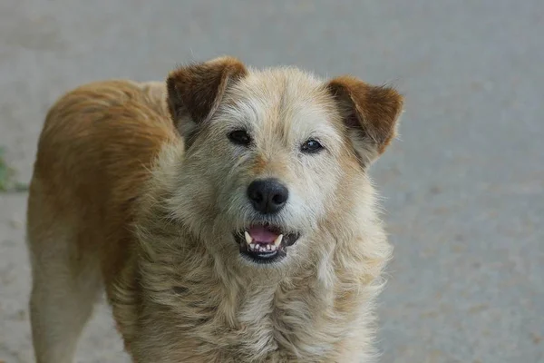 Gran Perro Marrón Está Pie Mirando Asfalto Gris Calle —  Fotos de Stock