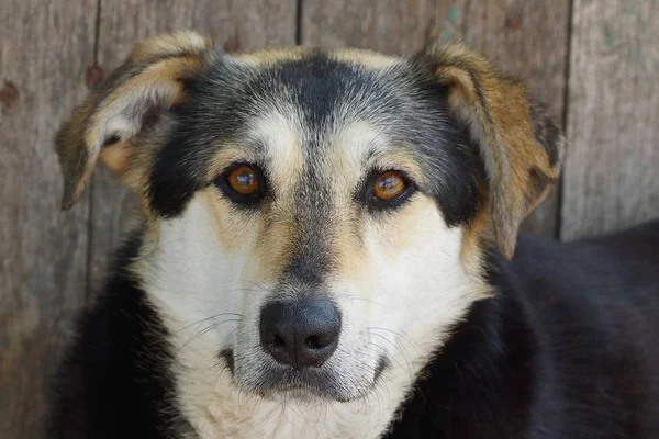 Perro Manchado Con Una Cabeza Grande Ojos Marrones Está Sentado — Foto de Stock