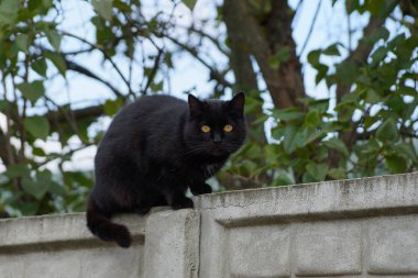 Siyah bir kedi bir ağacın yanında beton bir çit üzerinde oturur