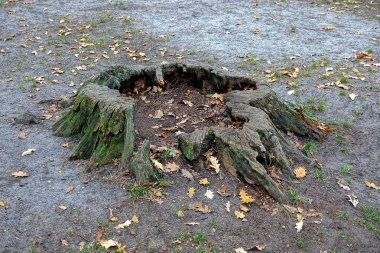 Parkta kuru yapraklar ve çimler arasında yosunla kaplı stubble kütüğü