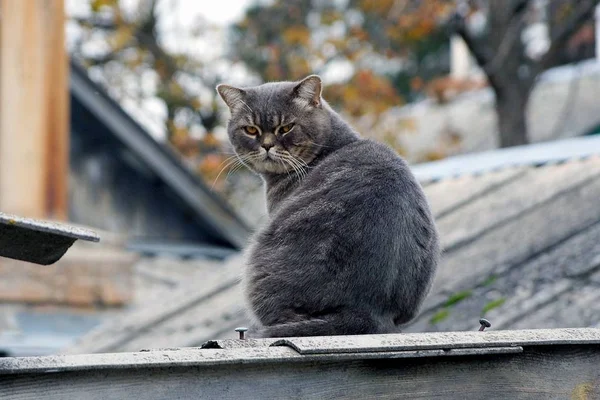Duży Szary Kot Siedzi Dachu Domu Łupków — Zdjęcie stockowe