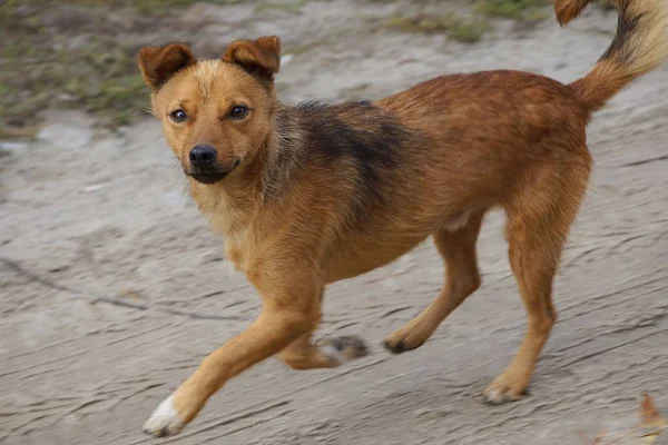 Chien Brun Tient Sur Chemin — Photo