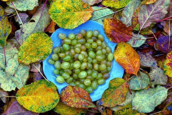 熟したブドウとプレートが黄色の葉 — ストック写真