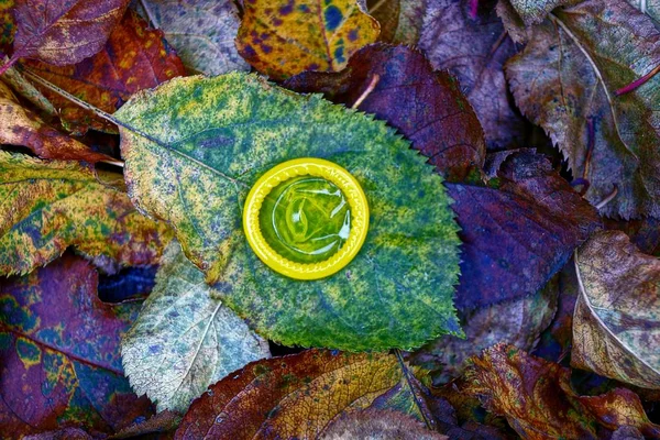 Gelbes Kondom Auf Trockenen Farbigen Fallenden Blättern — Stockfoto