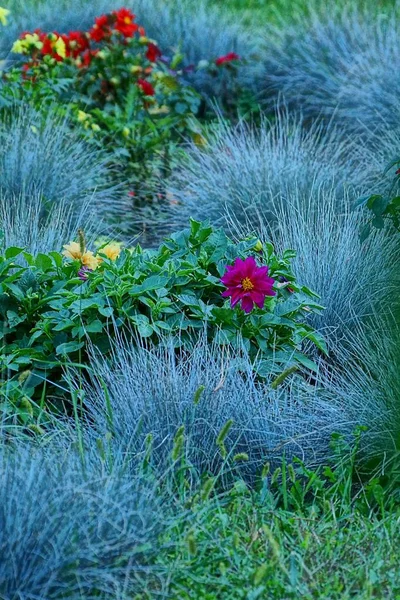 Pflanzen Und Blumen Der Natur Sommertag — Stockfoto
