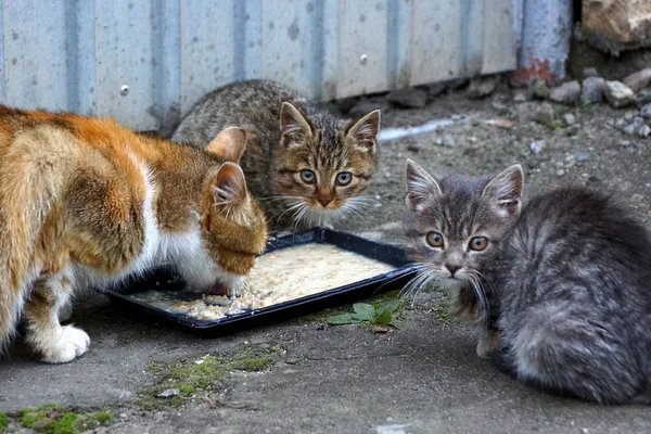고양이와 고양이는 울타리 보도에 그릇에서 먹는다 — 스톡 사진