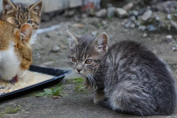 Kat Kittens Eten Uit Een Kom Stoep Buurt Van Het — Stockfoto