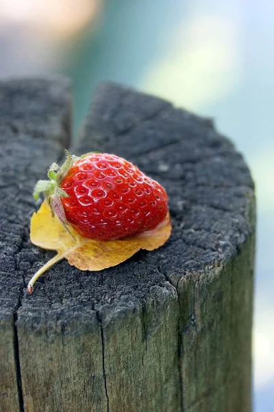 Beerenerdbeeren Auf Einem Gelben Trockenen Blatt Auf Einem Alten Baumstumpf — Stockfoto