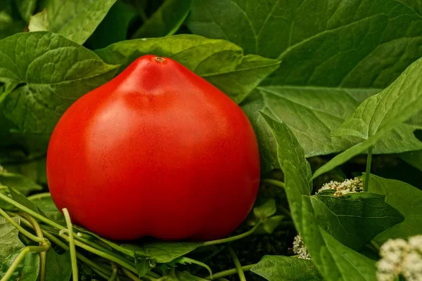 Czerwony Pomidor Wśród Zielonych Liści Trawy — Zdjęcie stockowe