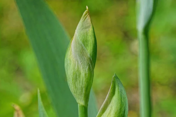 Gros Bourgeon Vert Une Fleur Iris Sur Une Tige Dans — Photo