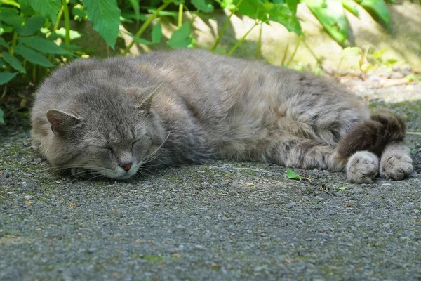 Μεγάλη Γκρίζα Γάτα Κείτεται Και Κοιμάται Στο Πεζοδρόμιο — Φωτογραφία Αρχείου