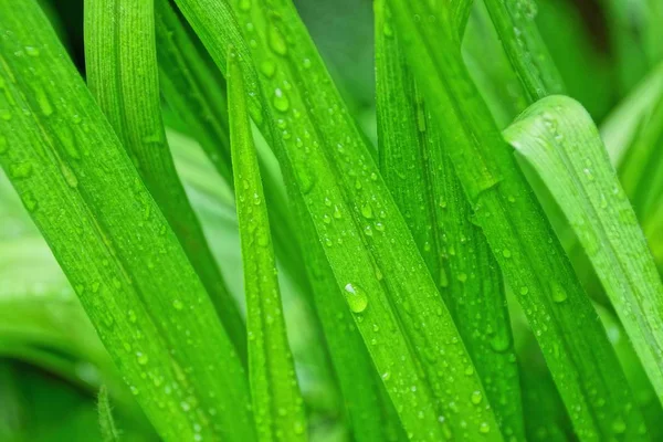 natural plant green texture of long leaves with water drops