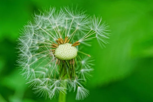 Vieux Pissenlit Blanc Sur Fond Vert Dans Jardin Printemps — Photo