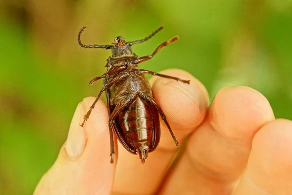 手指在绿色背景上拿着大棕色甲虫 — 图库照片