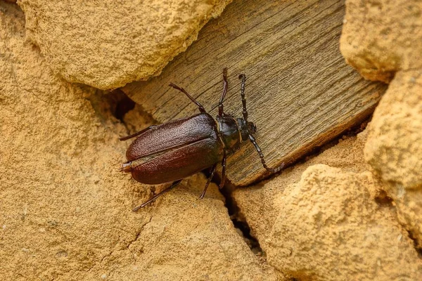 Ein Brauner Käfer Sitzt Auf Einer Wand Aus Trockenem Lehm — Stockfoto