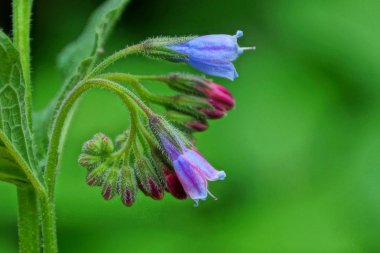 yeşil bir kök üzerinde çan rengi ile küçük renkli yabani tomurcukları 