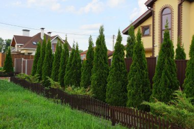 kahverengi bir çit dışında çim yeşil iğne yapraklı süs ağaçları bir satır
