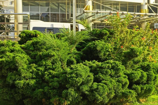 green coniferous ornamental bushes outside the glass wall of the building