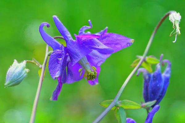 Botões Selvagens Azuis Flores Sinos Azuis Talo Verde Com Folhas — Fotografia de Stock