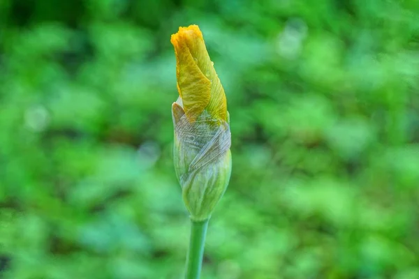 Brote Amarillo Grande Una Flor Iris Cerrada Tallo Jardín —  Fotos de Stock