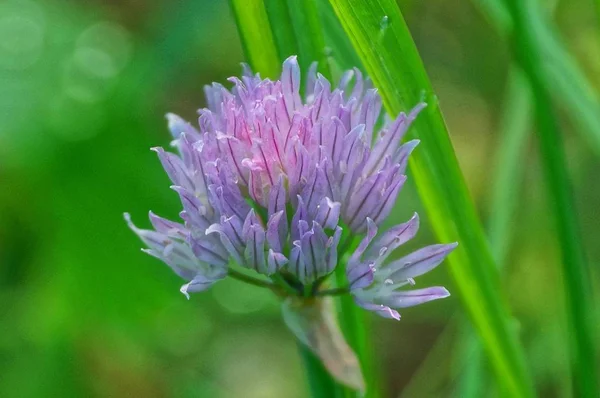 Botão Uma Flor Selvagem Azul Grama Verde — Fotografia de Stock