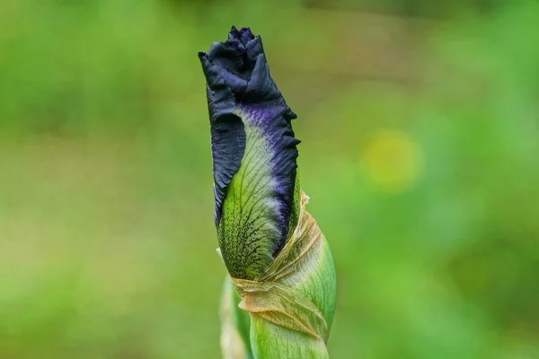 Brote Azul Verde Grande Una Flor Iris Cerrada Tallo Jardín —  Fotos de Stock