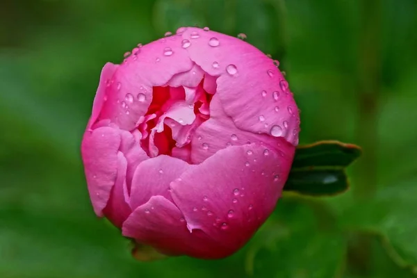 Jeden Czerwony Piwonia Kwiat Bud Krople Wody Ogrodzie — Zdjęcie stockowe