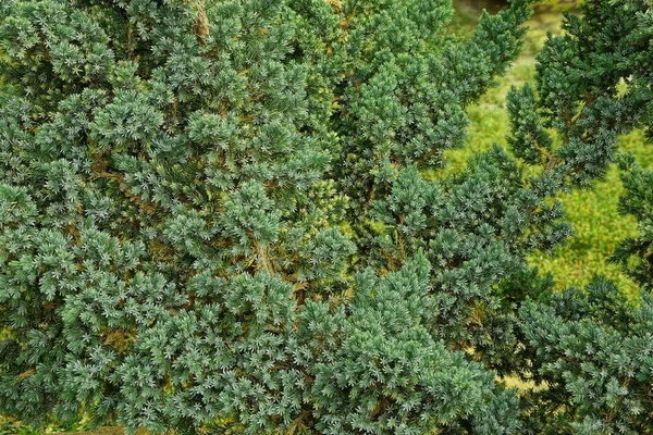 Malé Zelené Jehličnaté Větve Dekorativní Strom Parku — Stock fotografie