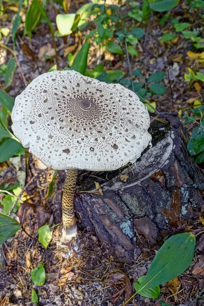 Grande Cogumelo Cinzento Não Comestível Perto Toco — Fotografia de Stock