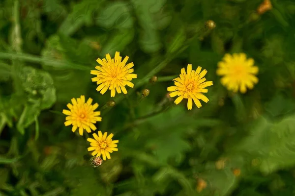 Flores Amarillas Entre Hojas Verdes Jardín Verano —  Fotos de Stock