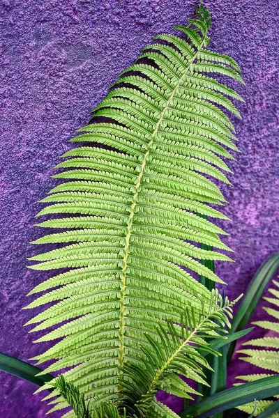 Vackra Gröna Ormbunke Stjälk Med Små Blad Nära Den Grå — Stockfoto