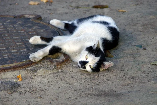 斑点美丽的猫躺在灰色沙附近的铁舱口 — 图库照片