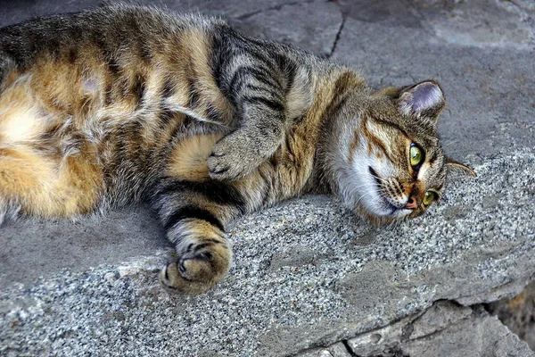 Pregnant Tabby Cat Lies Stone Floor — Stock Photo, Image