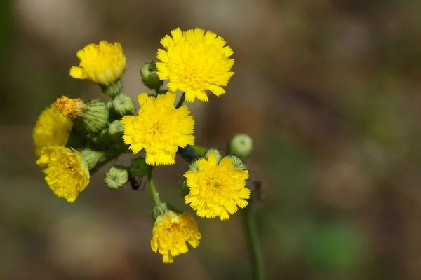 Viele Wilde Kleine Gelbe Blüten Auf Einem Grünen Stiel Der — Stockfoto