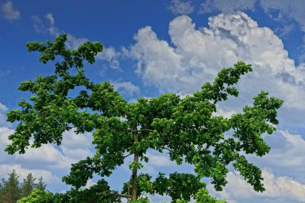 Oak Tree Branches Green Leaves Sky Clouds — Stock Photo, Image