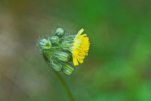 Kleine Gele Wilde Bloem Een Groene Stengel Natuur — Stockfoto