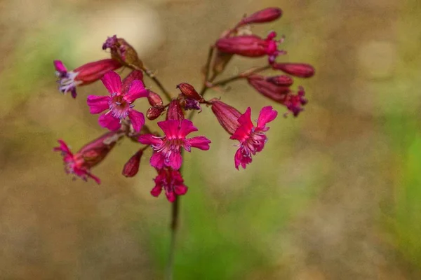 Muitos Pequenos Botões Flores Selvagens Vermelhas Talo — Fotografia de Stock