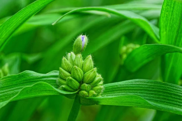 Pequeña Flor Lila Entre Los Brotes Verdes Tallo —  Fotos de Stock