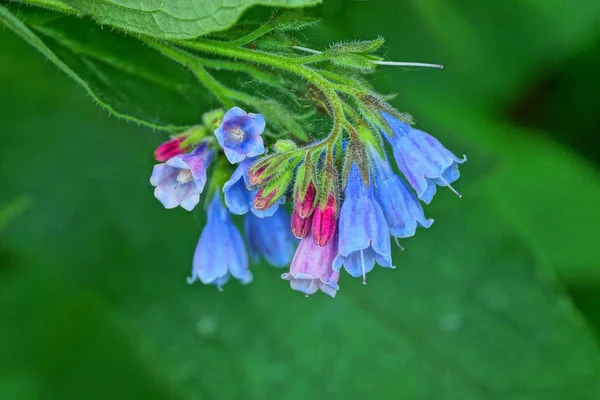 Kolorowe Pąki Małe Dzikie Kwiaty Dzwony Łodyży Zielonych Liści — Zdjęcie stockowe